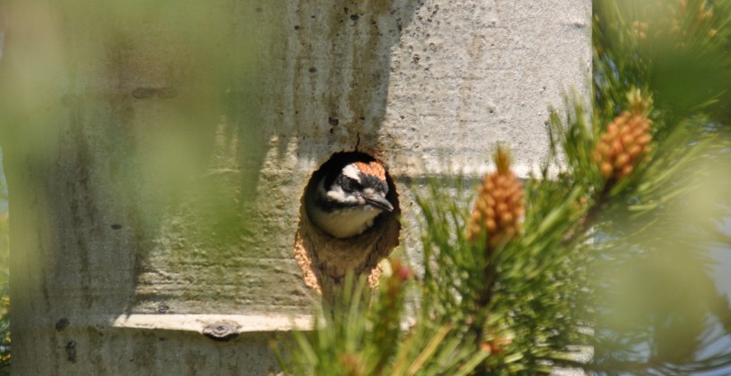 Activities Grandma's Cabin