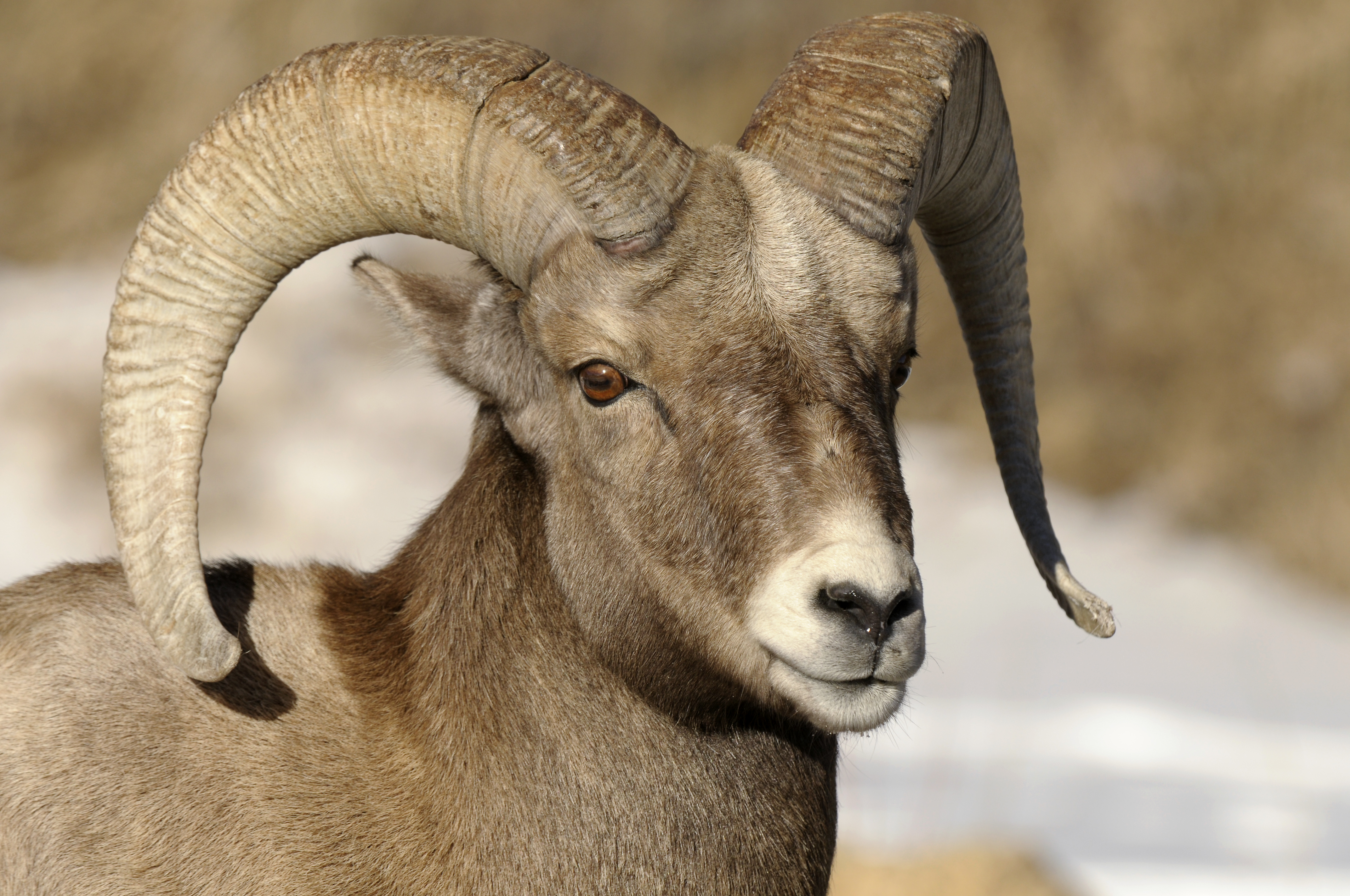 What To Do Grandma's Cabin